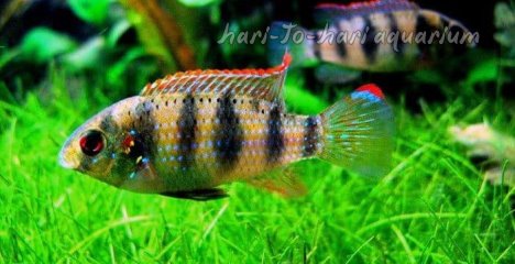 Cichlid