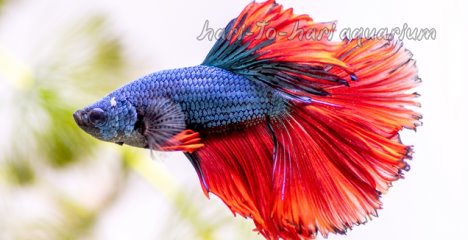 Fighter - Betta