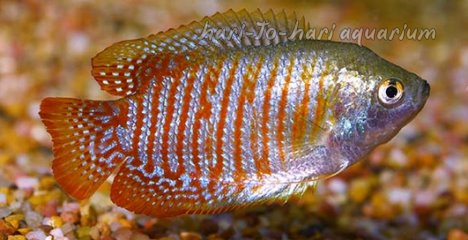 Gourami
