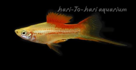 Swordtail